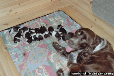 English Springer Spaniel