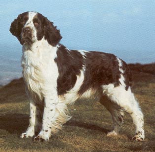 English Springer Spaniel