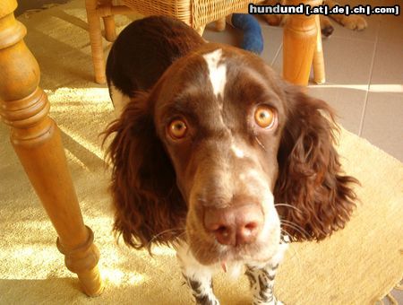 English Springer Spaniel Was is' denn das für'n Ding?