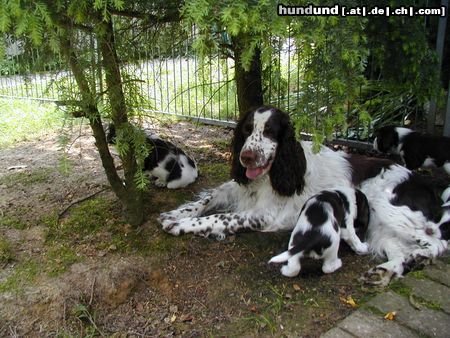 English Springer Spaniel Mutter und Kinder