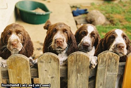 English Springer Spaniel Dürfen wir jetzt mit ?