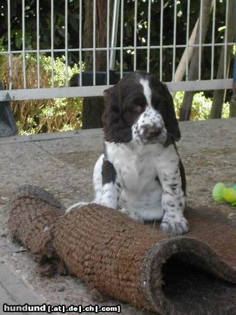 English Springer Spaniel Amber unsere Prinzessin mit 10 Wochen!