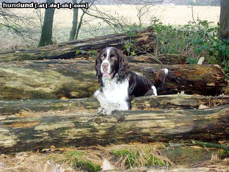 English Springer Spaniel Unser Andy under Pressure of Magic Mountains