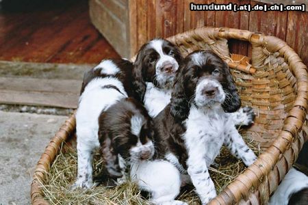 English Springer Spaniel Unsere Welpen - August 2004