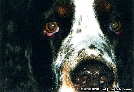 English Springer Spaniel ...Hund mal ganz nah !