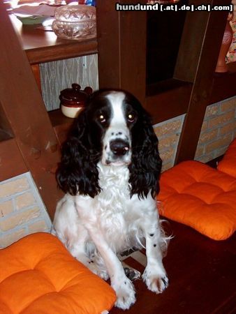 English Springer Spaniel Mein Springer-Spaniel 