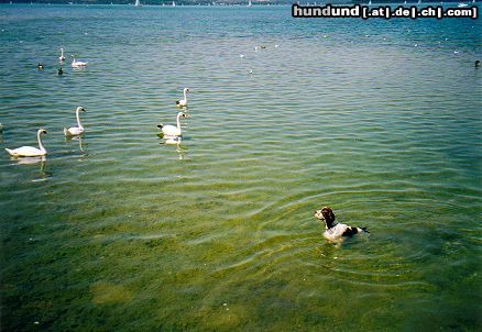 English Springer Spaniel Das hässliche Entchen !