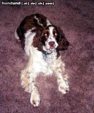 English Springer Spaniel