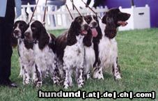 English Springer Spaniel Filou und Fina mit ihren Geschwistern