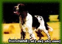 English Springer Spaniel Flitze