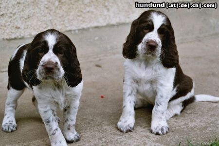 English Springer Spaniel Na, was machen wir jetzt ?