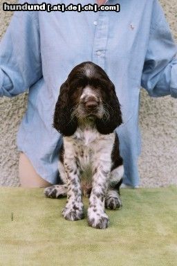 English Springer Spaniel