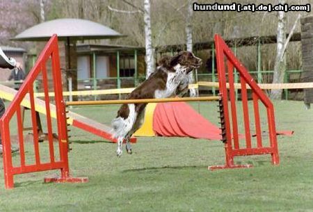 English Springer Spaniel Sina beim Agility