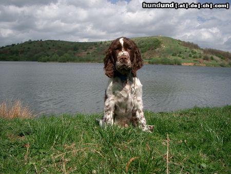 English Springer Spaniel Murphy, 16 Wochen