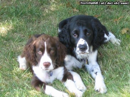 English Springer Spaniel Gruesse aus Maryland