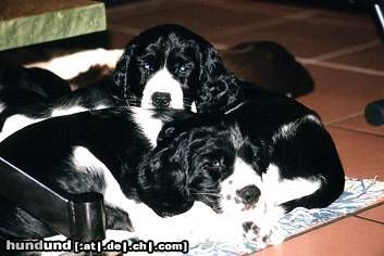 English Springer Spaniel Meine beiden Hunde