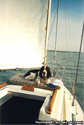 English Springer Spaniel Auch auf dem Boot mach ich eine gute Figur !