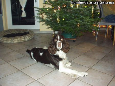 English Springer Spaniel Unser Andy under Pressure of Magic Mountains