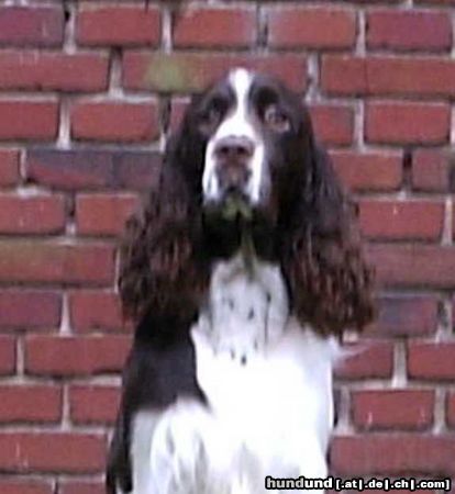 English Springer Spaniel Unser 