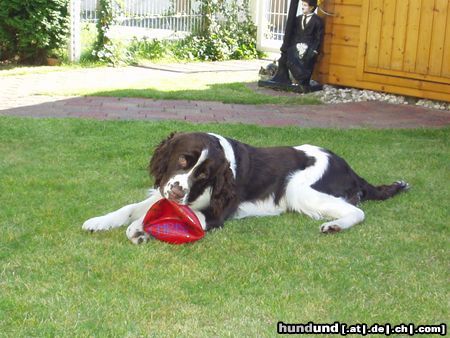 English Springer Spaniel Unser Andy under Pressure of Magic Mountains