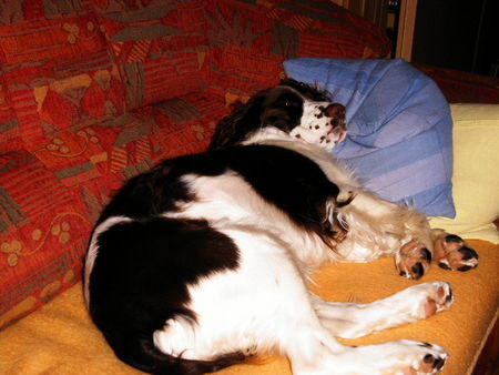 English Springer Spaniel Extremcouching (Aica)