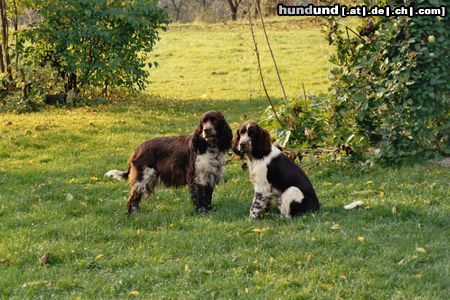 English Springer Spaniel Springer Idylle