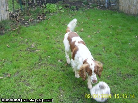 English Springer Spaniel das ist henry 