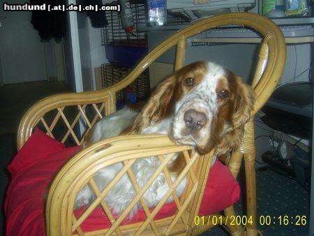 English Springer Spaniel henry macht was er will 