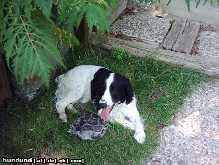 English Springer Spaniel Charles!