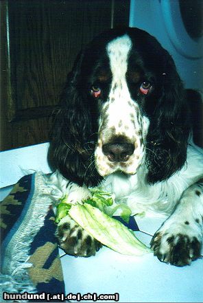 English Springer Spaniel Es ist D'Artagnan anzusehen, dass er kein Vegetarier ist !