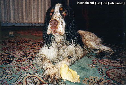 English Springer Spaniel Schwimmen ist mein Leben !