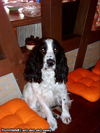 English Springer Spaniel Unser 