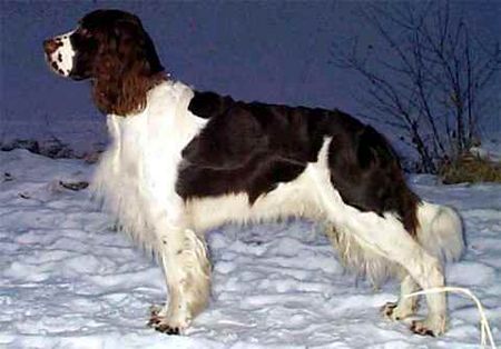 English Springer Spaniel