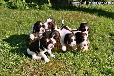 English Springer Spaniel Kein Platz mehr!