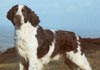 English Springer Spaniel Hund