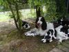 English Springer Spaniel Hund