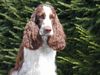 English Springer Spaniel Hund