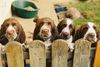 English Springer Spaniel Hund