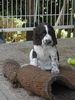 English Springer Spaniel Hund