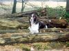 English Springer Spaniel Hund