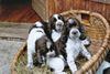 English Springer Spaniel Hund