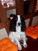 English Springer Spaniel Hund