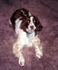 English Springer Spaniel Hund