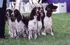 English Springer Spaniel Hund