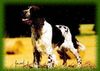 English Springer Spaniel Hund