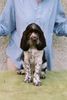 English Springer Spaniel Hund