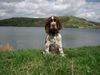 English Springer Spaniel Hund