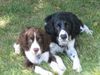 English Springer Spaniel Hund