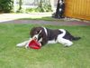 English Springer Spaniel Hund