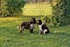 English Springer Spaniel Hund